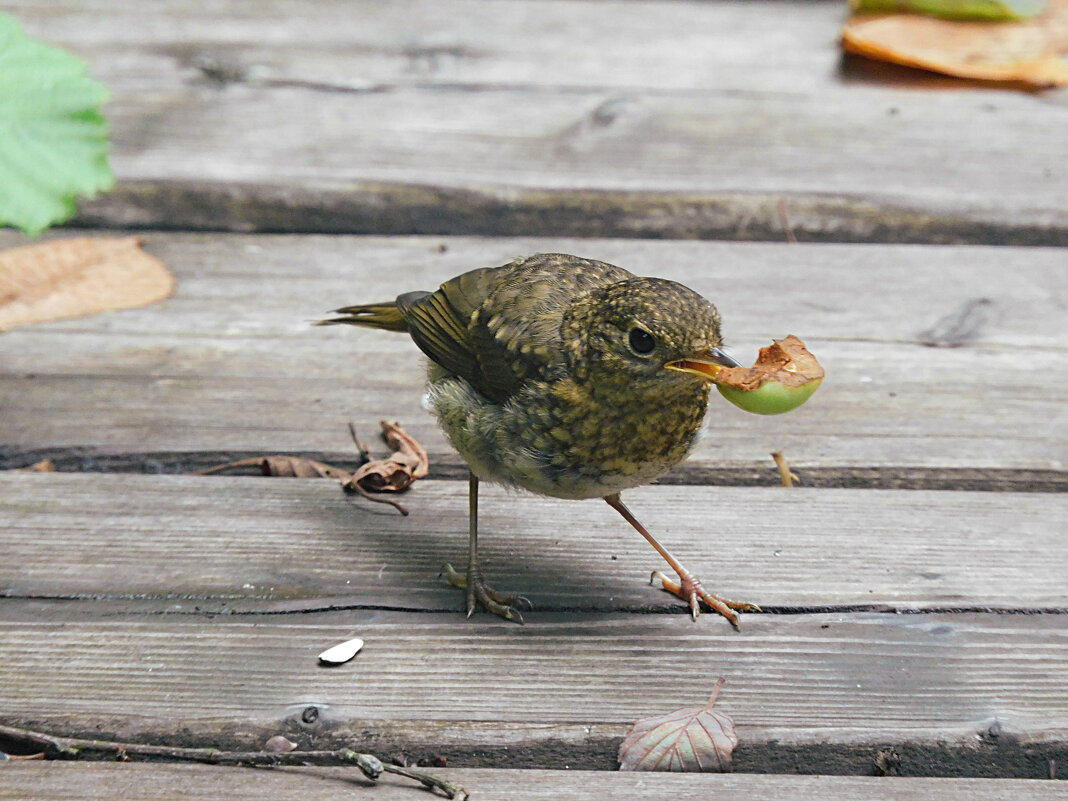 Молодая зарянка - Лина Молодая зарянка - Лина