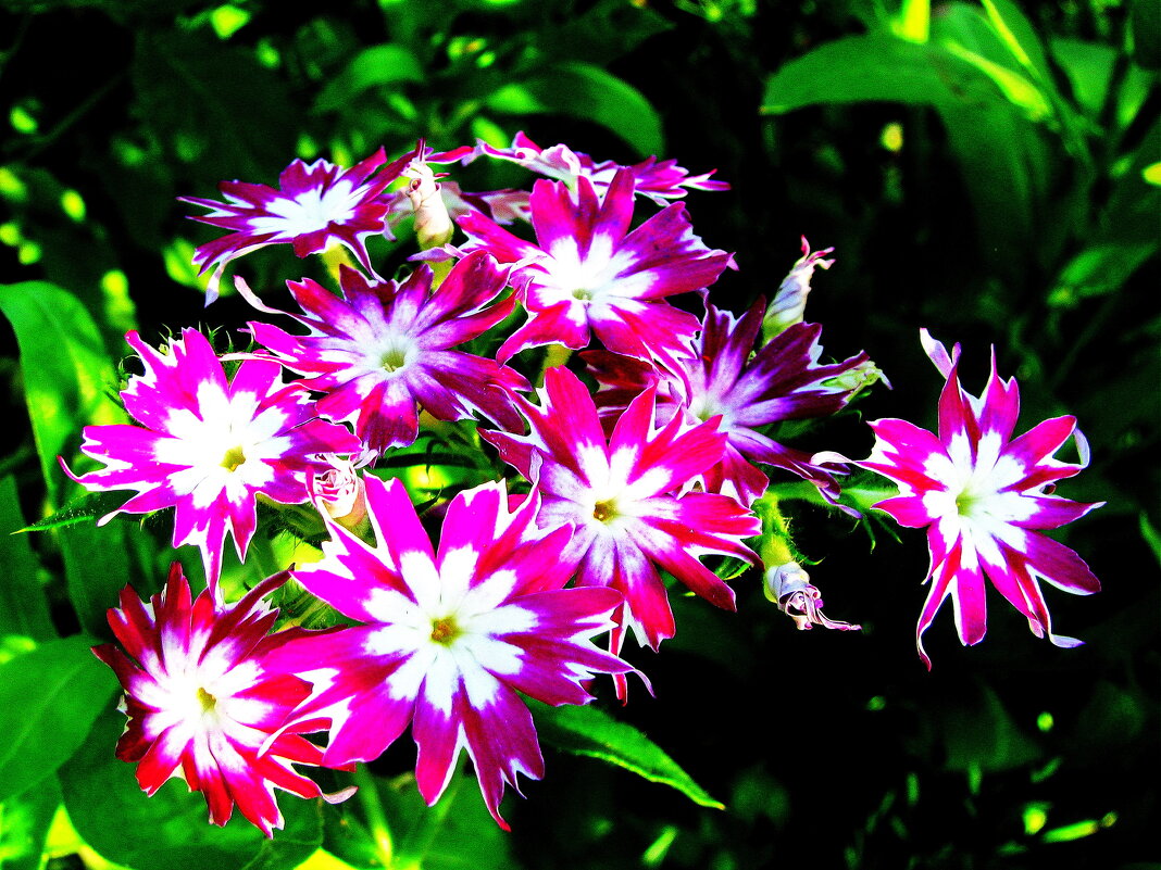 Красота - Людмила Смородинская