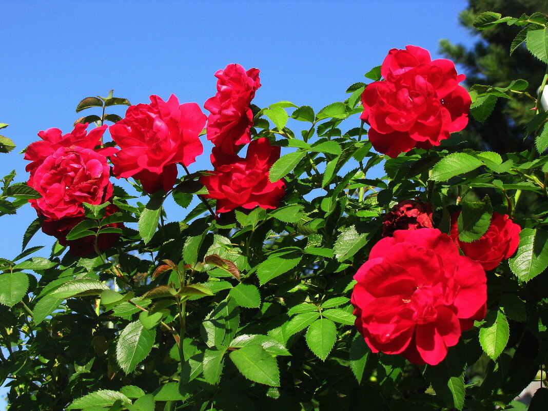 Плетистая роза цветёт - Людмила Смородинская