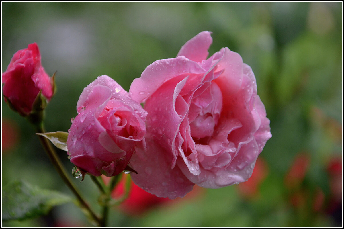 Царица - Aleksandr Gal