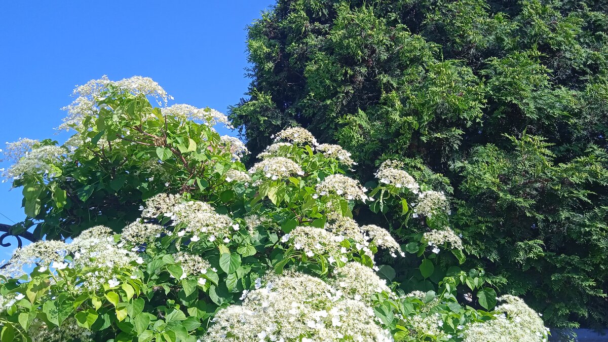 Ах, июнь ! - Елена Шаламова