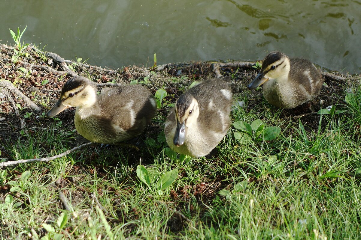 Утята - Рита Симонова