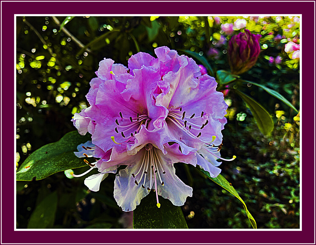 Цветение - Владимир Кроливец