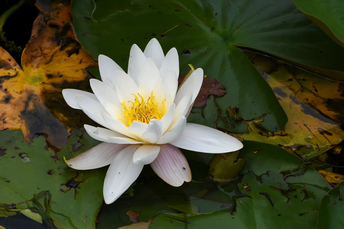 Москва. Воронцовский парк. Кувшинка. - Наташа *****