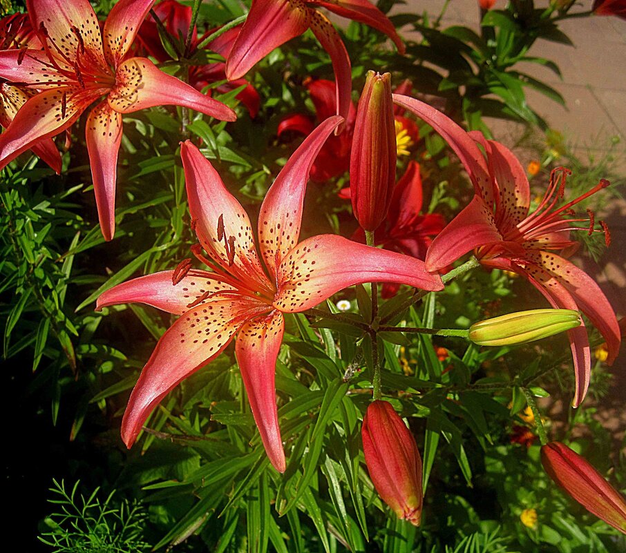 Ли... - Елена Семигина Ли... - Елена Семигина