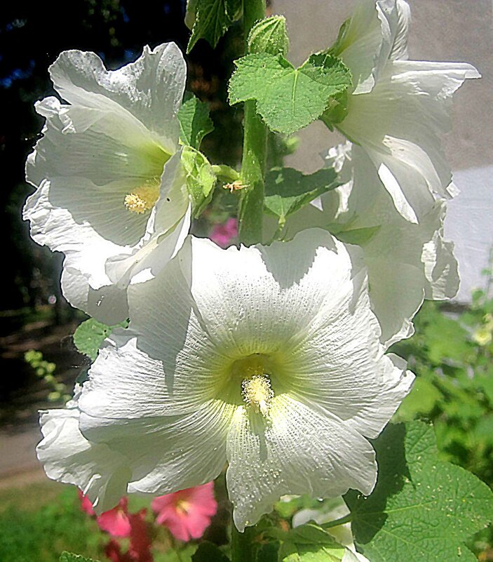 Мальва - Елена Семигина