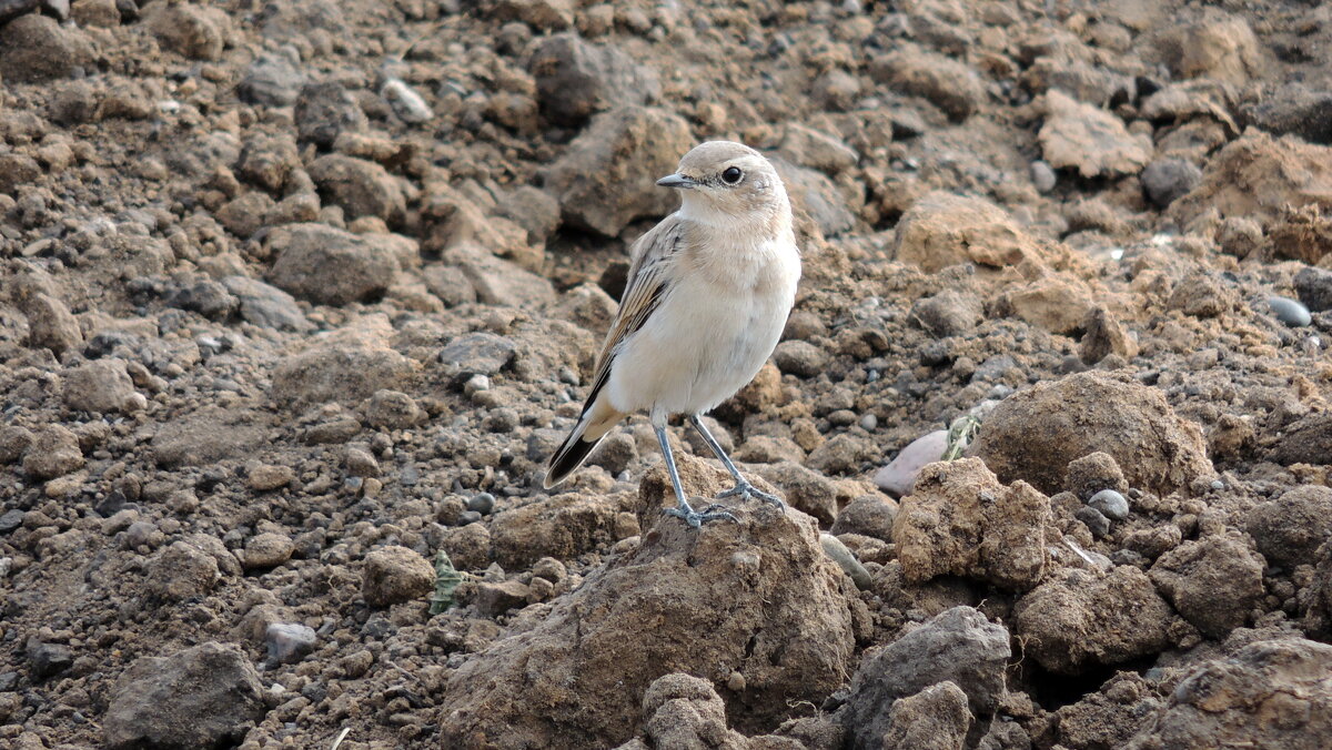 Каменка - плясунья - Вик Токарев