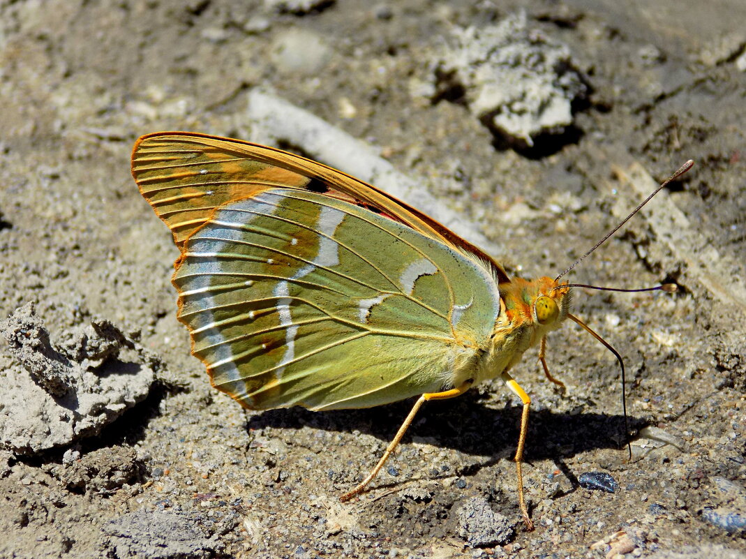Пандора... - Константин Штарк Пандора... - Константин Штарк