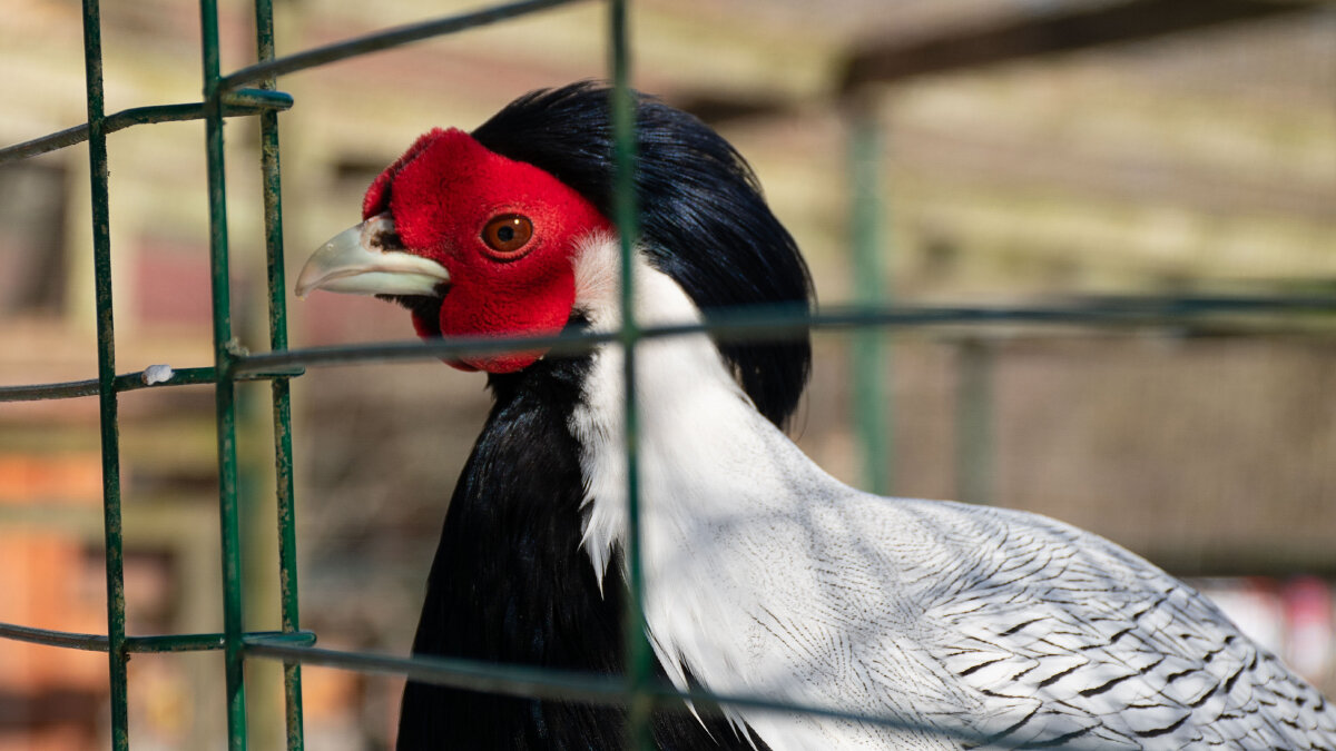 ... Вскормлённый в неволе фазан молодой,.... - Роман никандров ... Вскормлённый в неволе фазан молодой,.... - Роман никандров