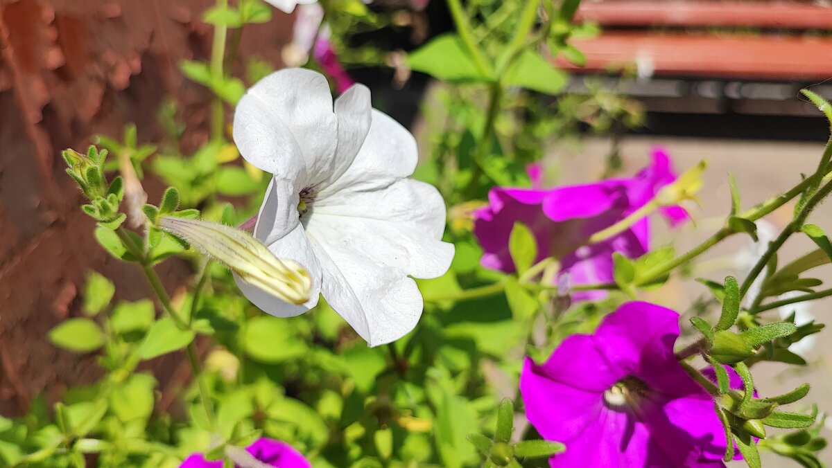 ,,, - Сергей Тимоновский