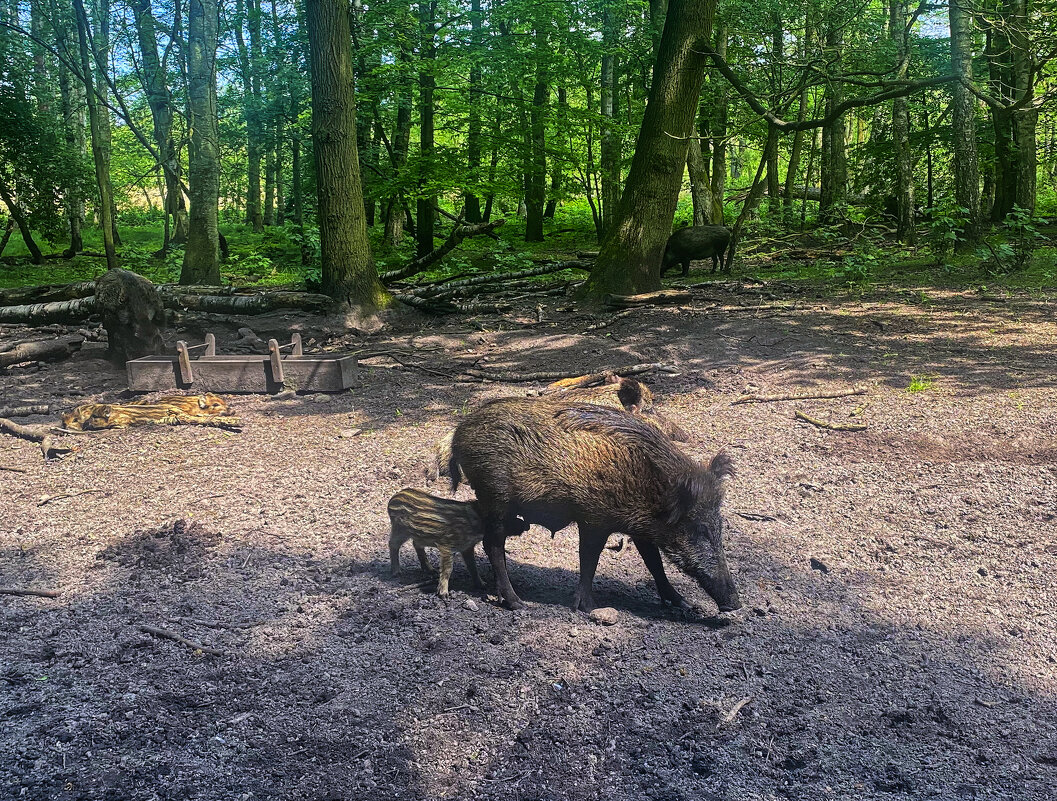 С мамой - Андрей K.