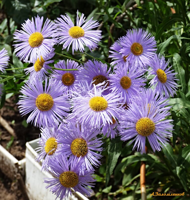 А у нас во дворе... - Андрей Заломленков А у нас во дворе... - Андрей Заломленков