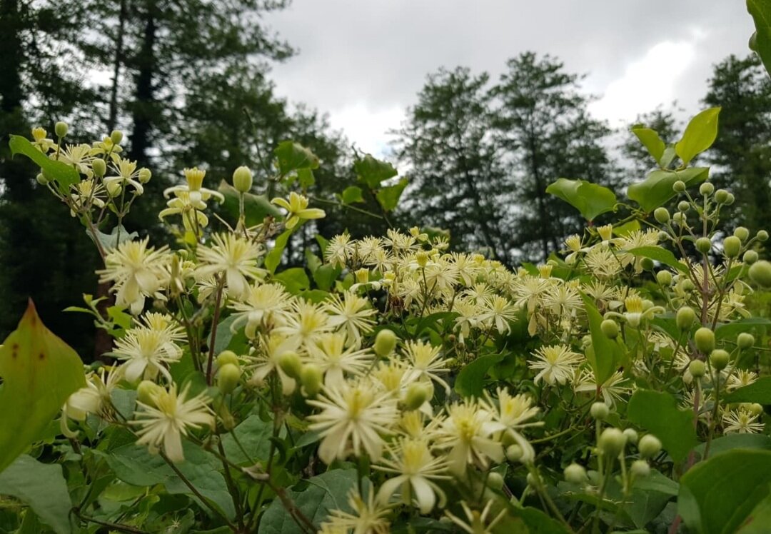 Ломонос виноградолистный - Tata Wolf