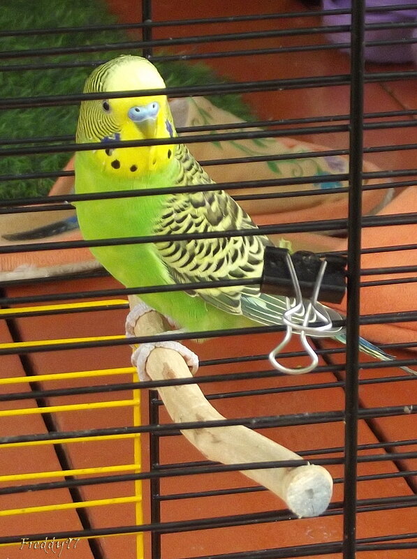 Попугай - Freddy 97 Попугай - Freddy 97