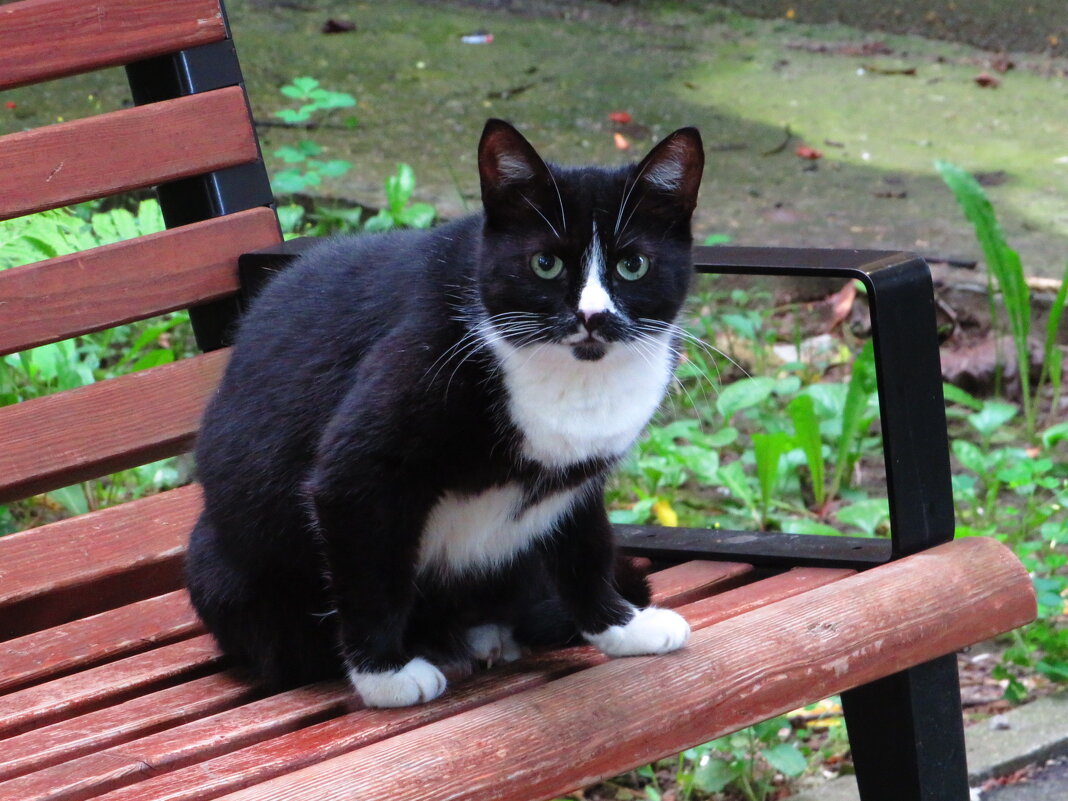 Сидя на скамейке - Андрей Снегерёв Сидя на скамейке - Андрей Снегерёв