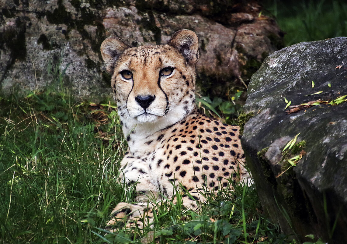 ***** - Андроник Александр 