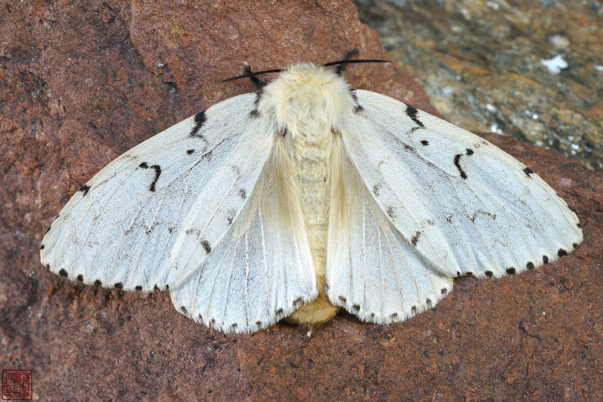Блондинка - Станислав С.
