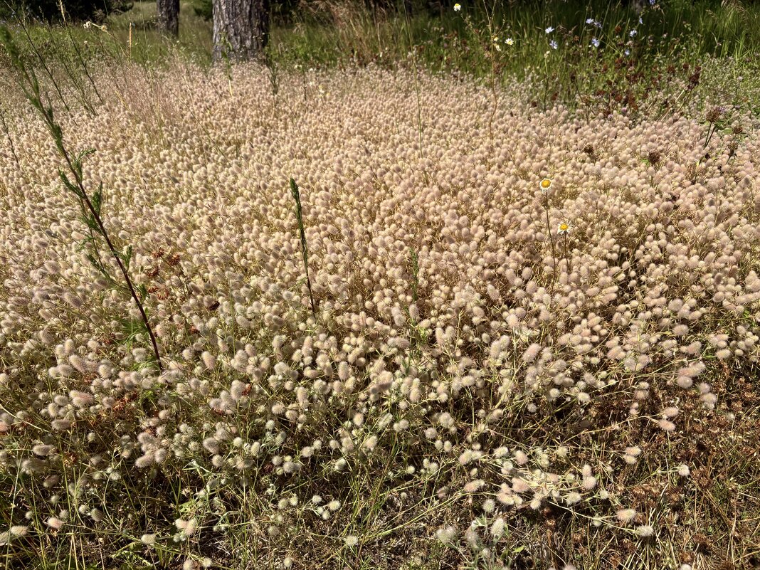 Клевер кошачий, или клевер пашенный... - Наталия Павлова