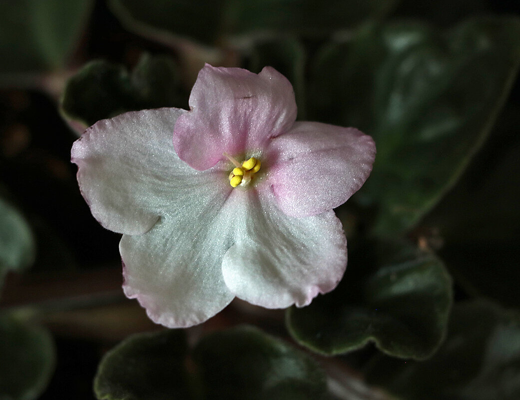 Моя фиалочка - Светлана 