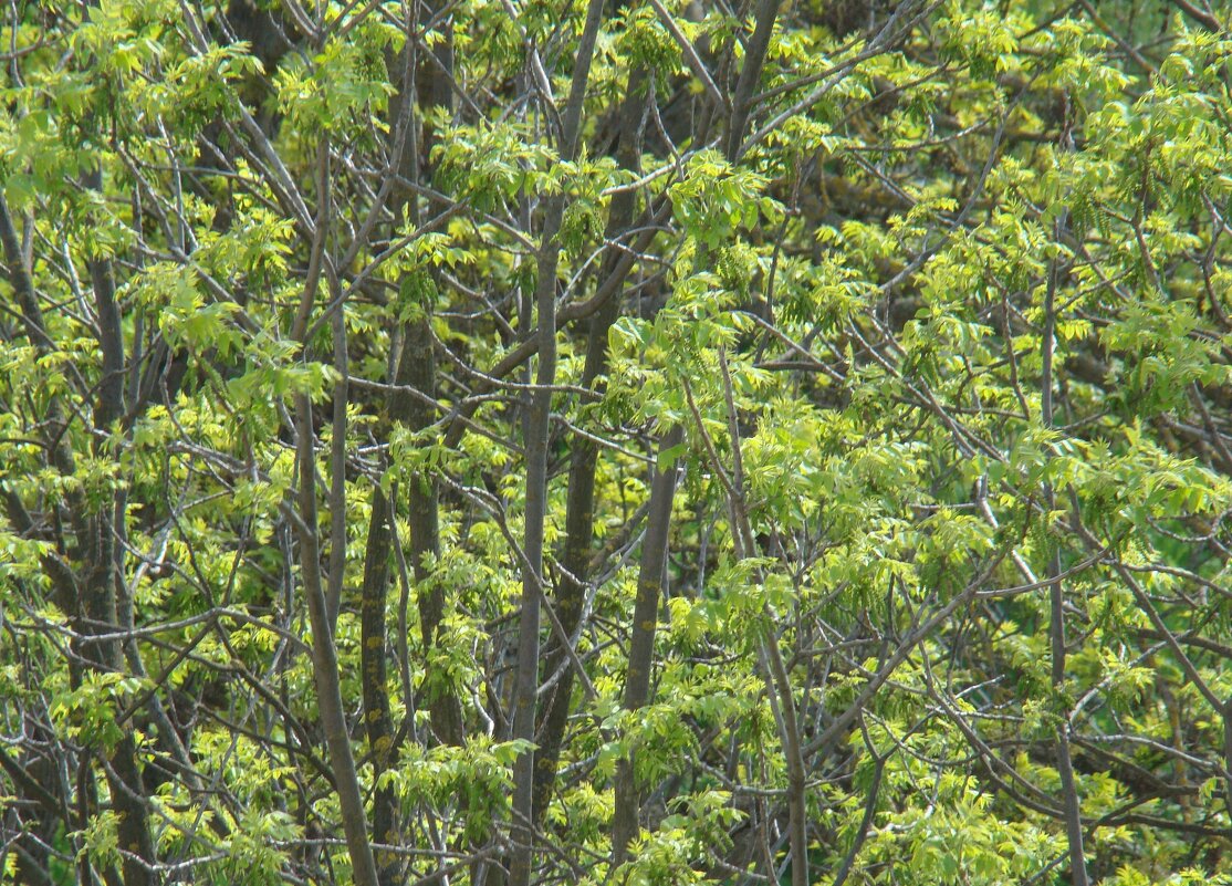 Весна с балкона... - Syntaxist (Светлана) Весна с балкона... - Syntaxist (Светлана)