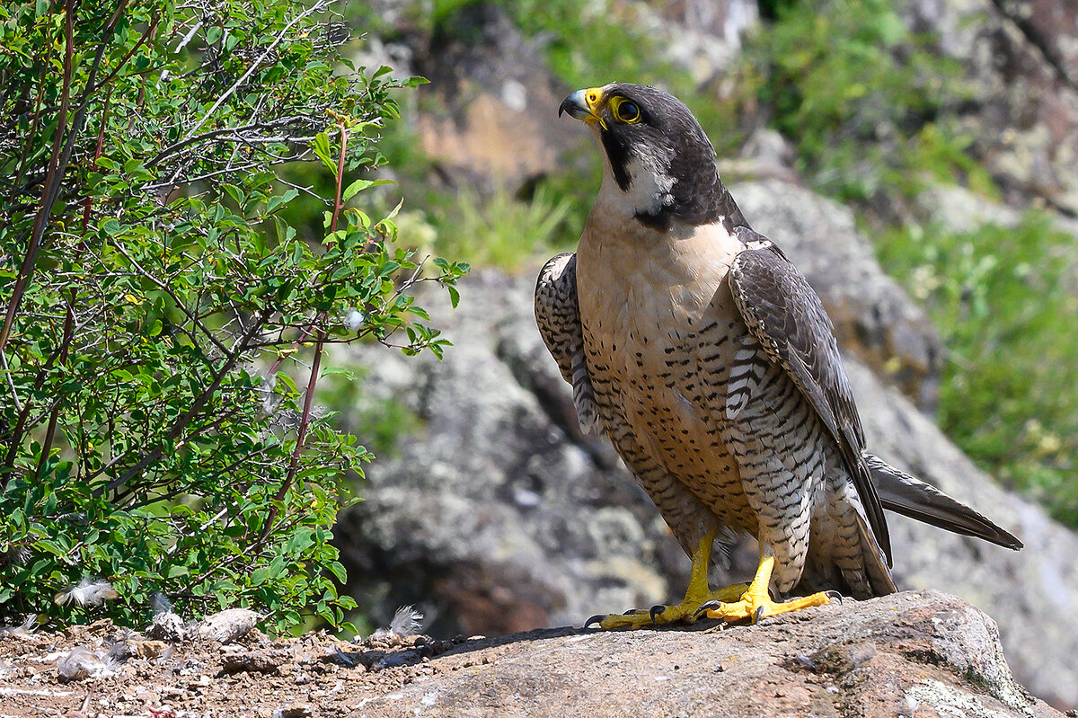 Сапсан - Дмитрий 