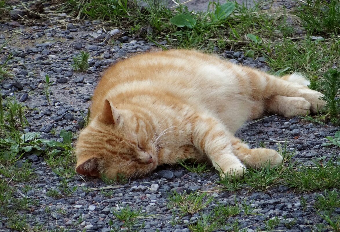 Жарко. от земли прохлада - Антонина Гугаева Жарко. от земли прохлада - Антонина Гугаева