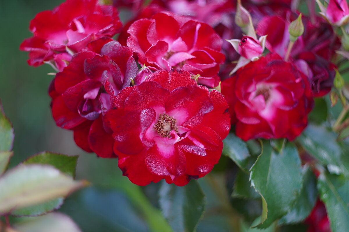 Роза Никитская - Сергей Ц