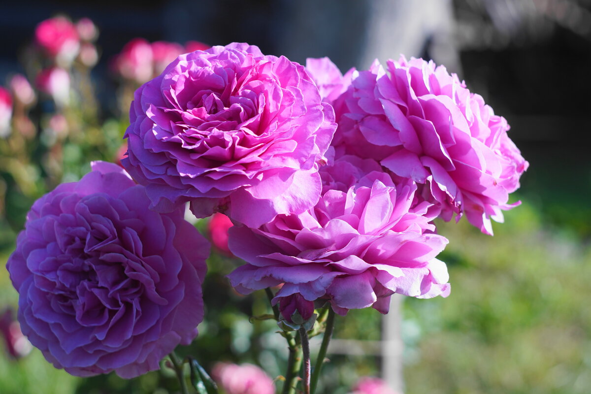 розы - Сергей Ц