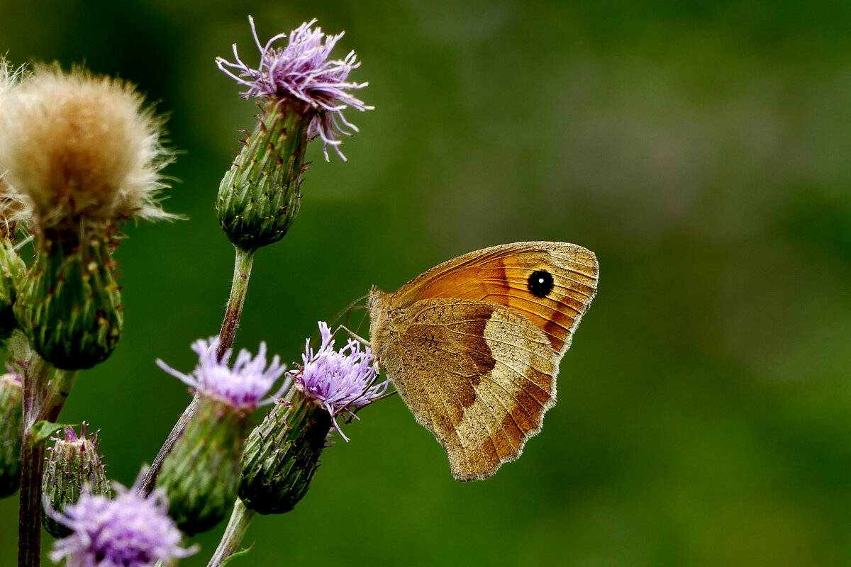 бабочки этого лета 1 - Александр Прокудин