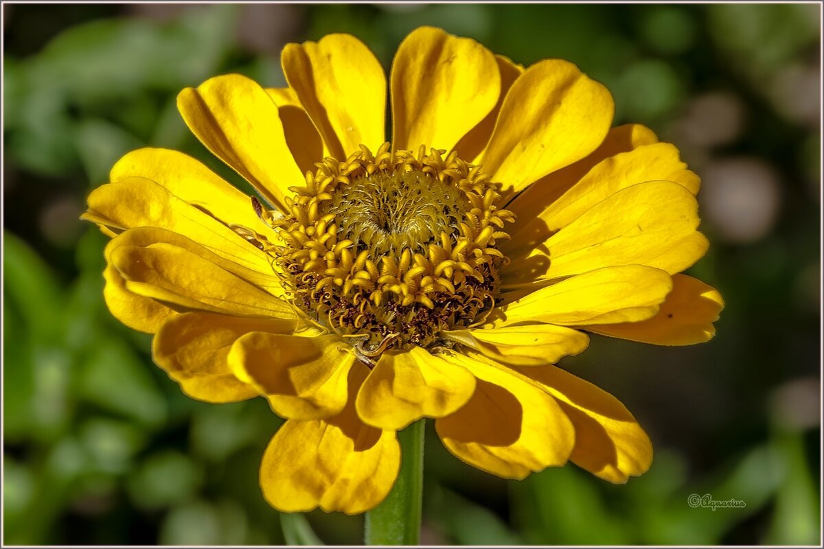 Лето,июль, цветы... - Aquarius - Сергей