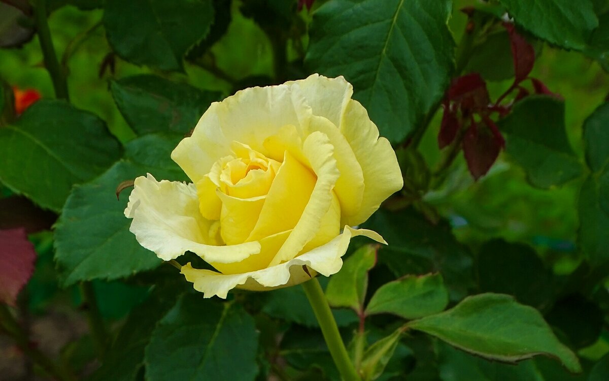 О красоте цветов. - Милешкин Владимир Алексеевич 