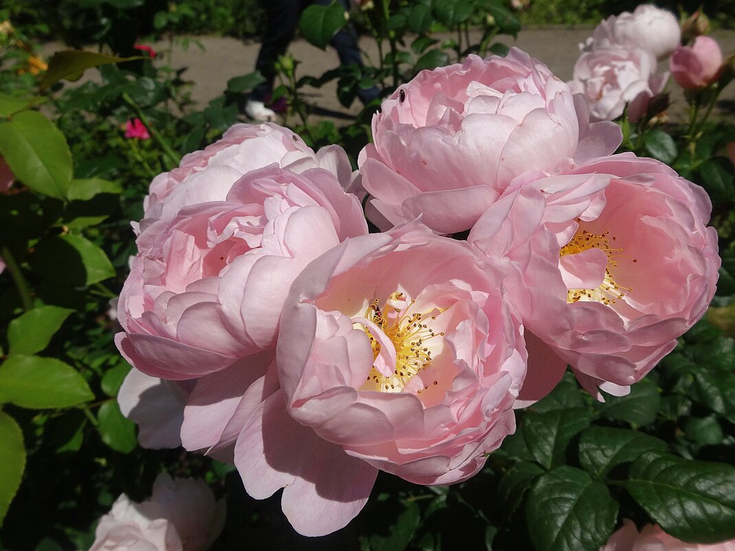 Как хороши, как свежи розы - Лидия Бусурина