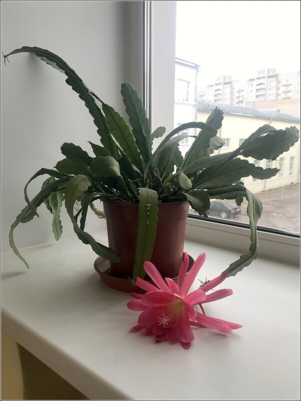 "Цветы на подоконнике" - zavitok *