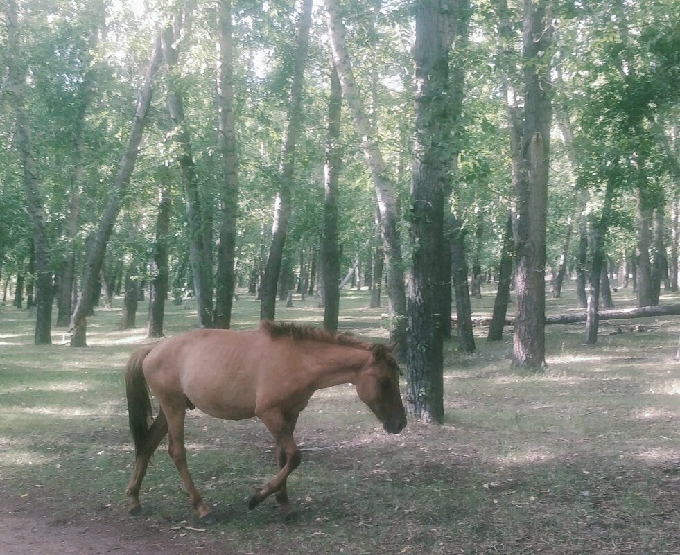 Кони - Андрей Хлопонин