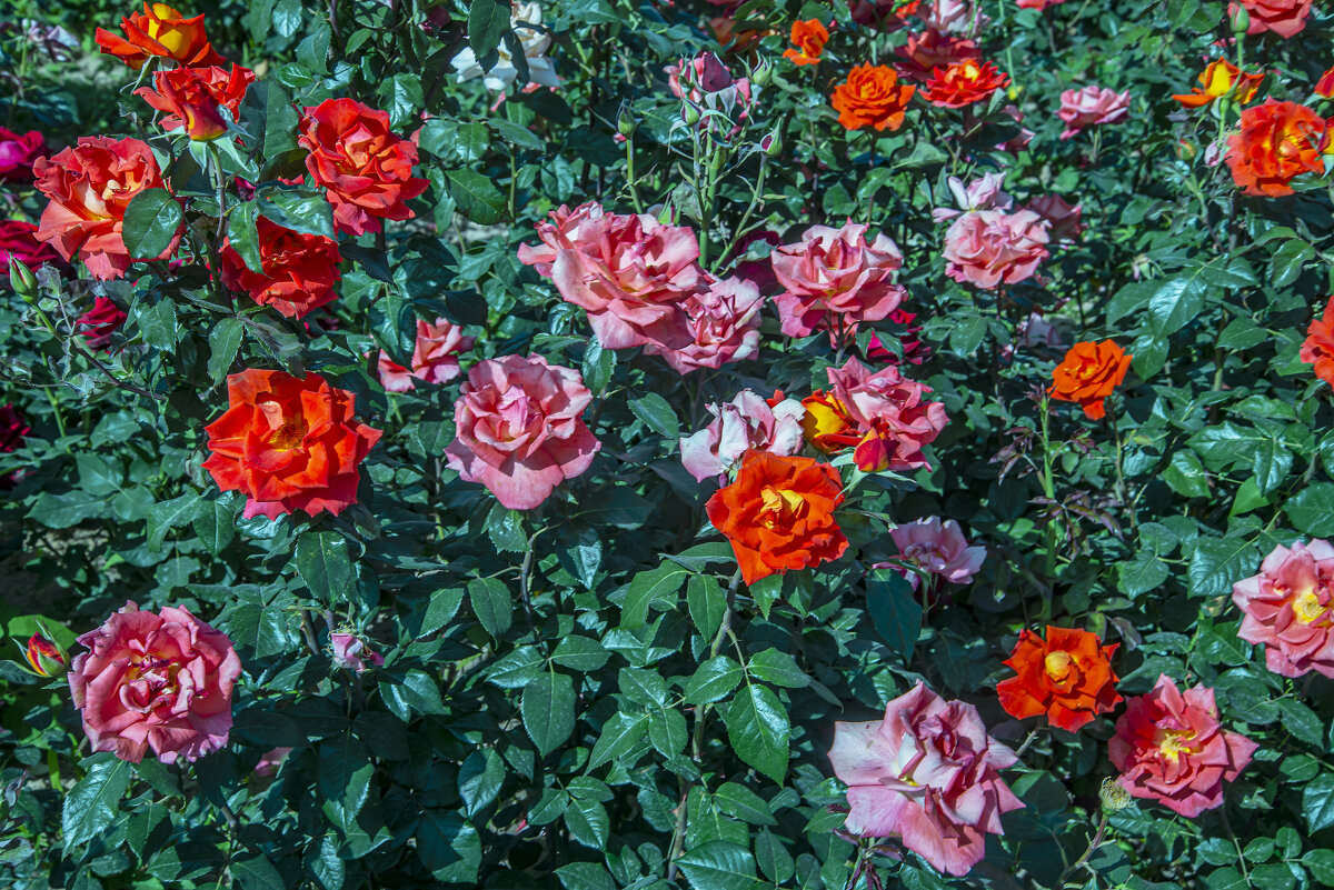 Розы - Анатолий Чикчирный Розы - Анатолий Чикчирный