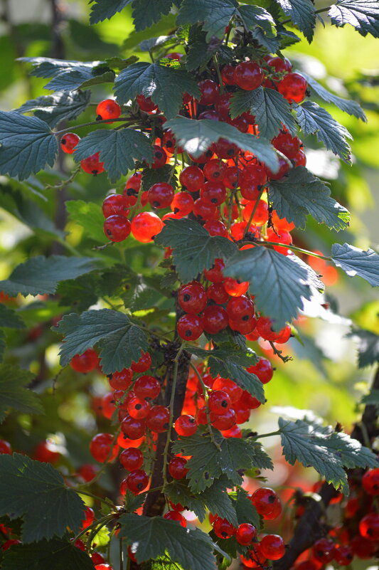 Здравствуй, щедрый август! - Татьяна Лютаева