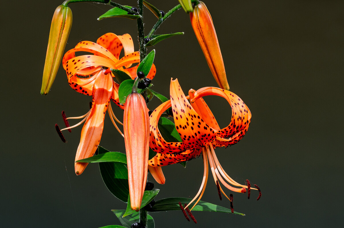 *** - Виктор Иванович Чернюк *** - Виктор Иванович Чернюк