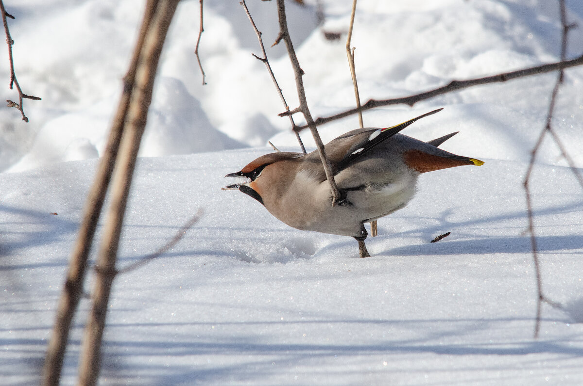 Жажда - Виктор Иванович Чернюк