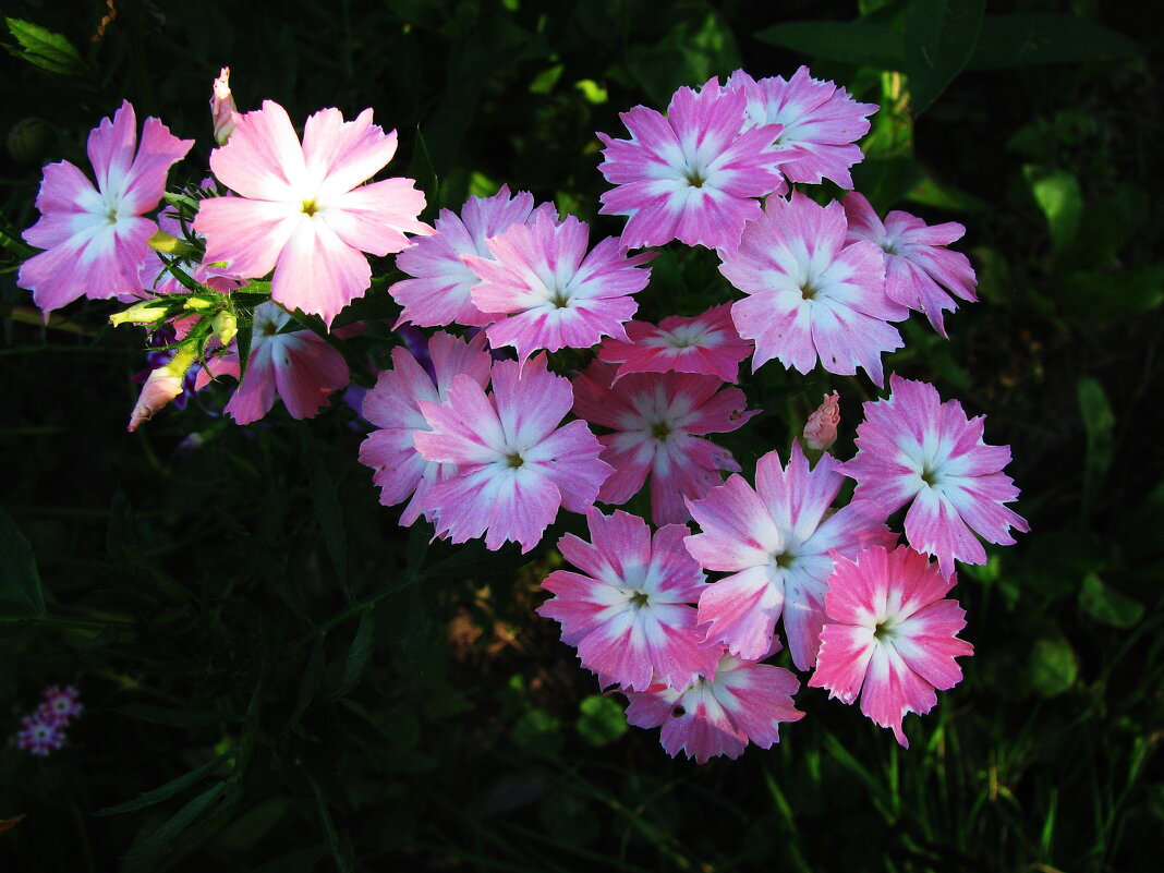 Нежность - Людмила Смородинская