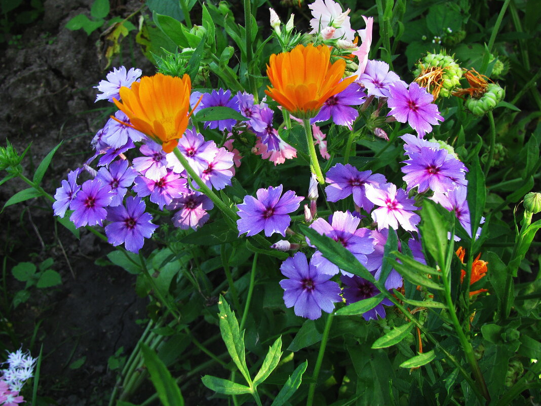 На клумбе - Людмила Смородинская На клумбе - Людмила Смородинская