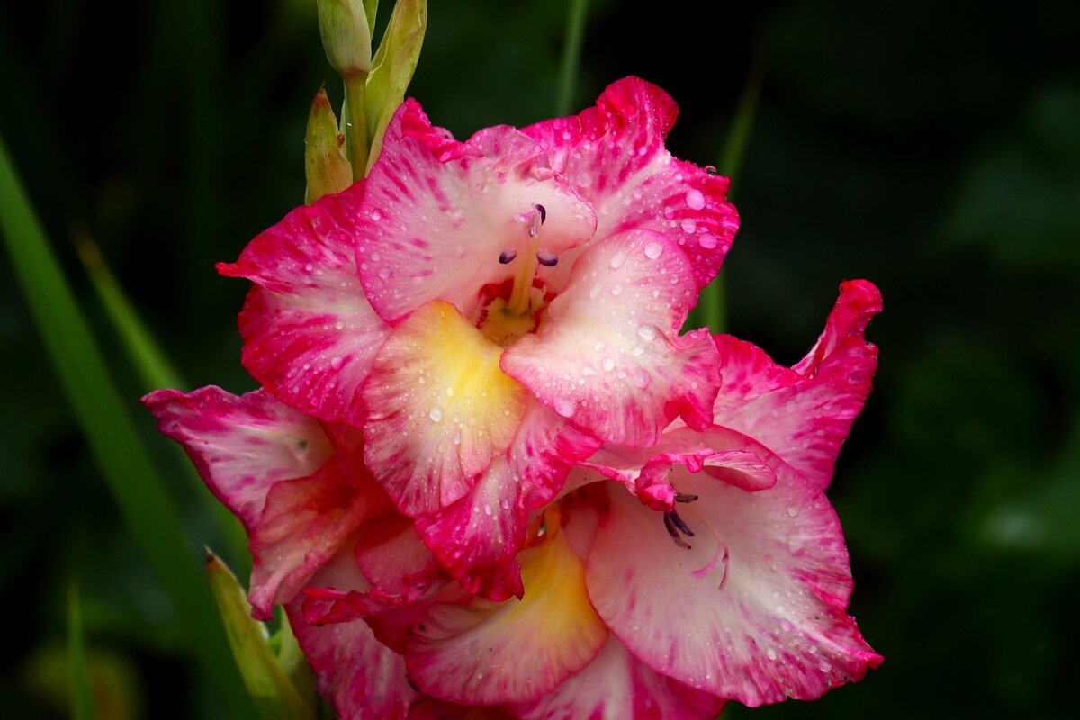 Доброе утро - Юрий. Шмаков