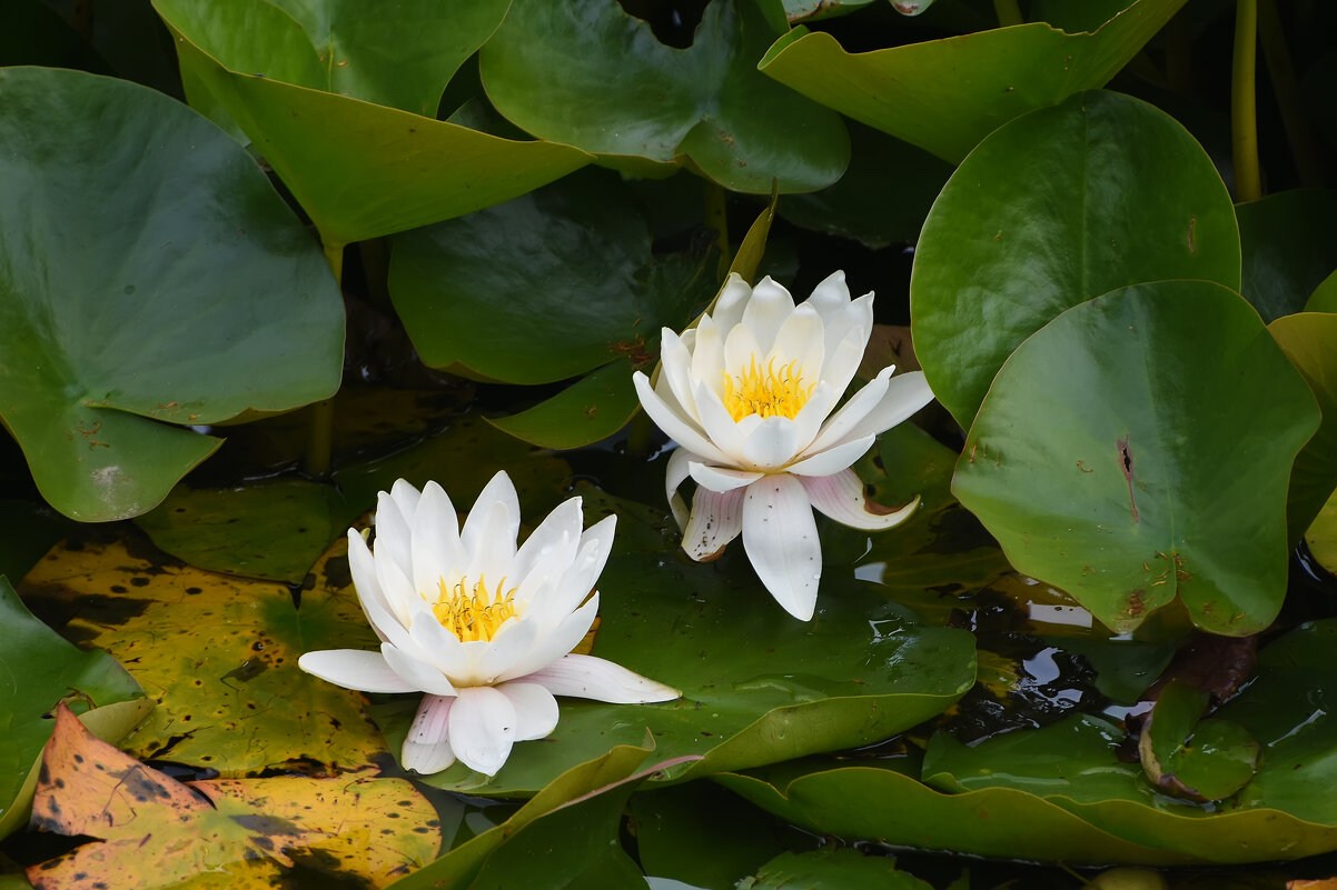 Москва. Воронцовский парк. Кувшинки. - Наташа *****