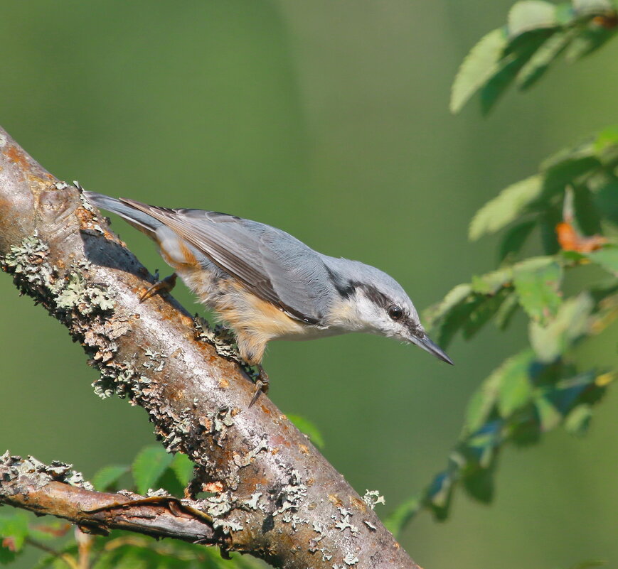 шустрик... - Andrey Bragin 