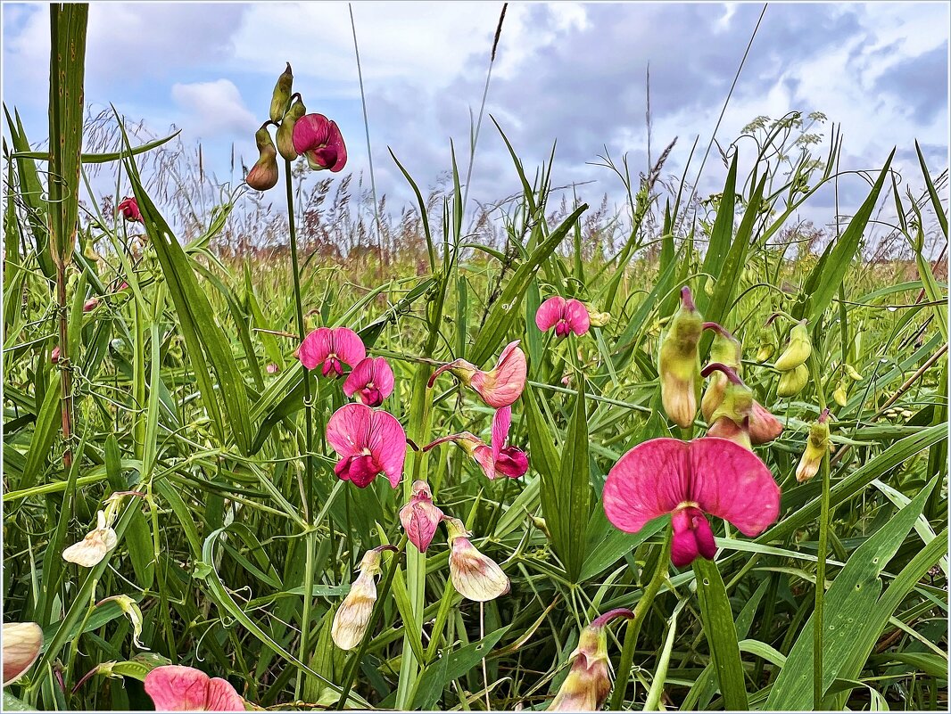 Цветы полевые. Чина лесная. - Валерия Комова