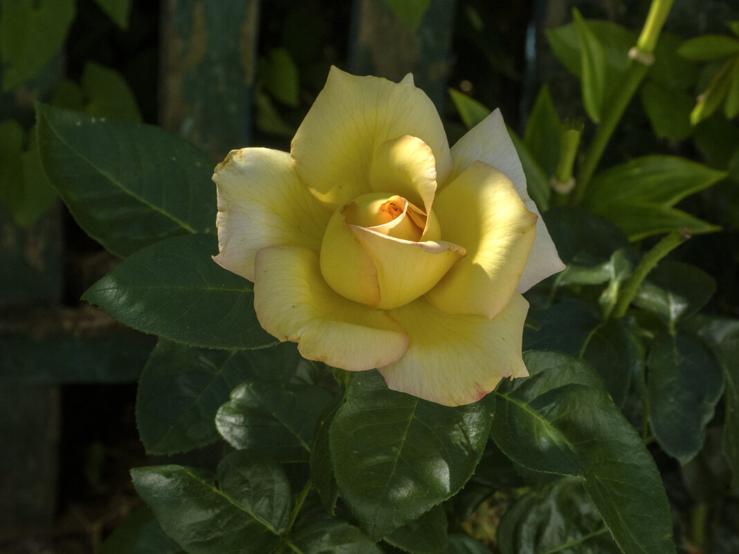 Бутон жёлтой розы - Валентин Семчишин