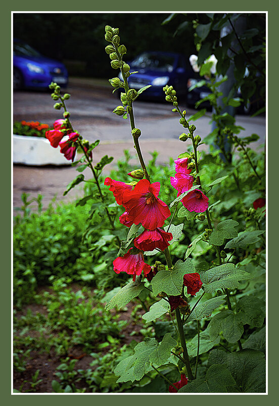 Мальва - Владимир Кроливец Мальва - Владимир Кроливец