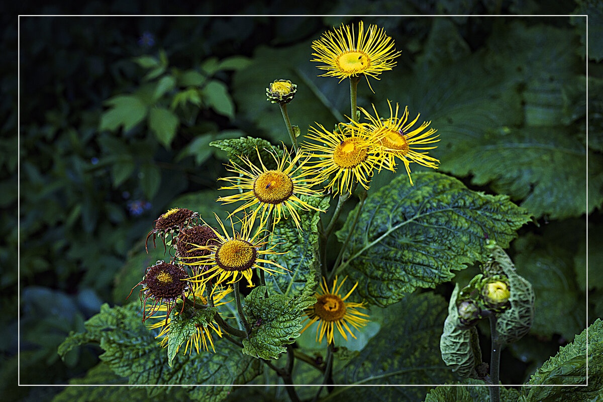 Уличная фотозарисовка - Владимир Кроливец