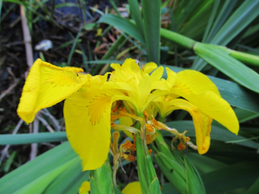 речной ирис - Елена Шаламова речной ирис - Елена Шаламова