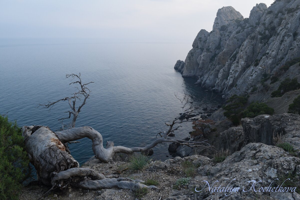 Природа Крыма - Amazing Cosmea