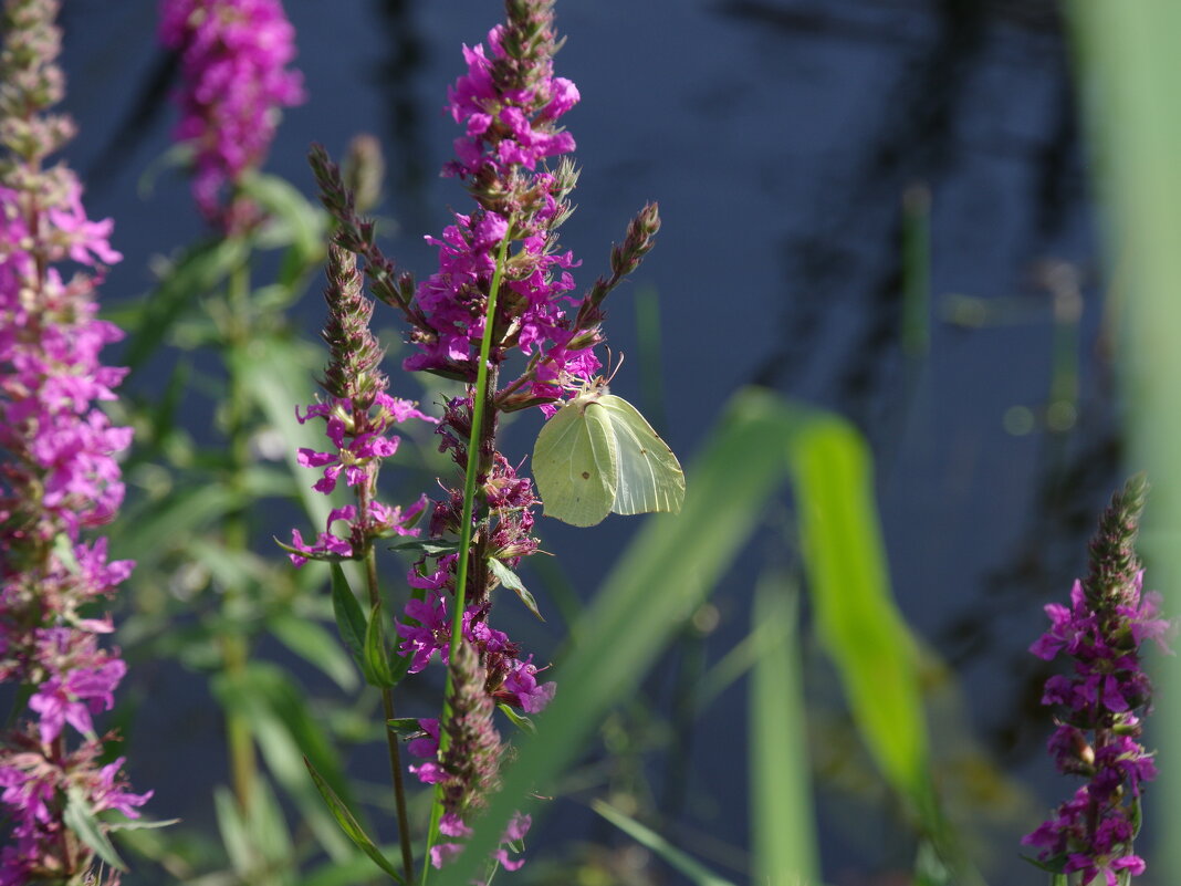 Любительница цветов - Сергей Швечков